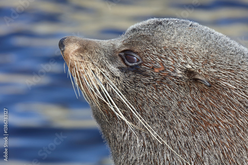 Obraz na płótnie Neuseeländischer Seebär / New Zealand fur seal / Arctocephalus forsteri w salonie