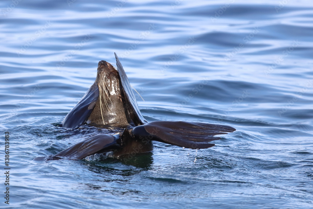 Neuseeländischer Seebär / New Zealand fur seal / Arctocephalus forsteri