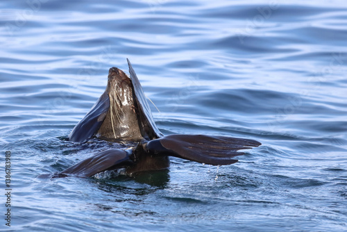 Obraz na płótnie Neuseeländischer Seebär / New Zealand fur seal / Arctocephalus forsteri w salonie