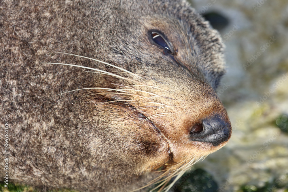 Neuseeländischer Seebär / New Zealand fur seal / Arctocephalus forsteri