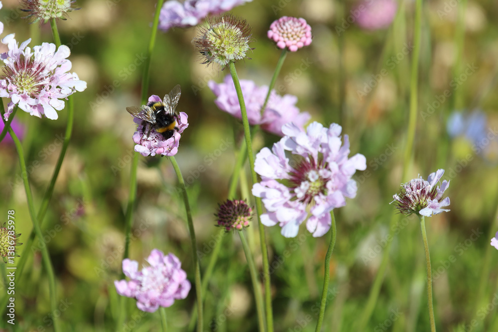 Hummel / Bumble Bee / Bombus