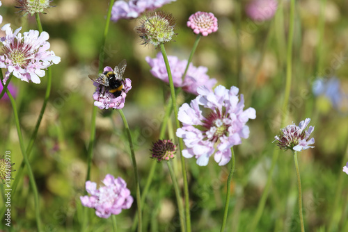 Obraz na płótnie Hummel / Bumble Bee / Bombus w salonie