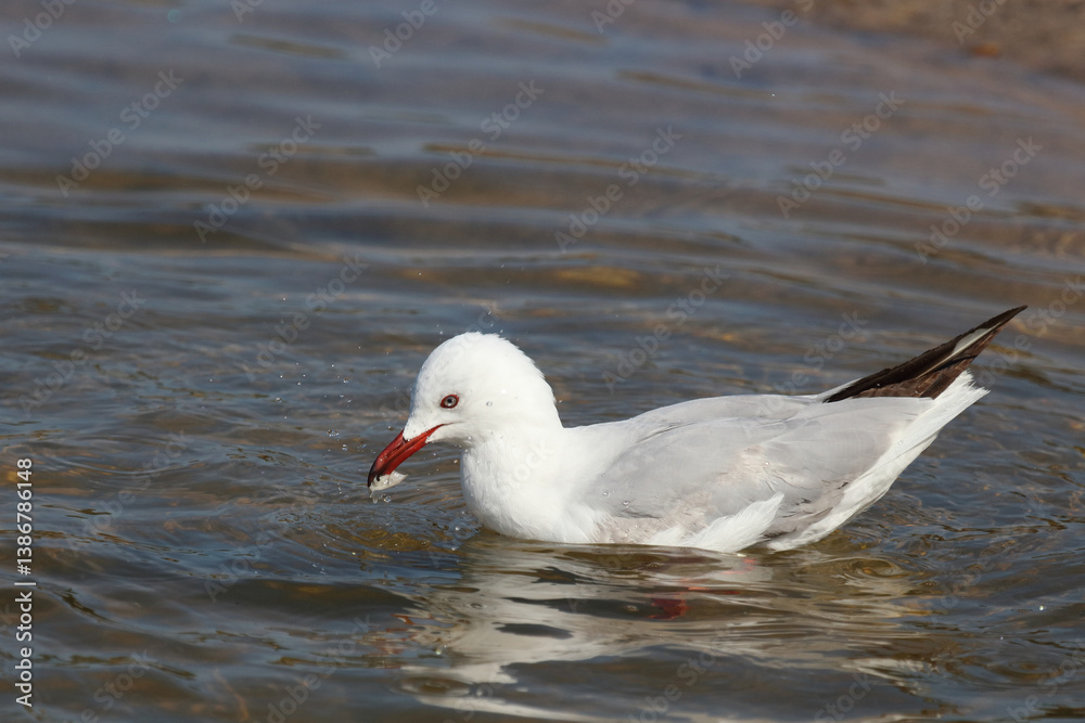 Rotschnabelmöwe / Red-billed gull / Larus scopulinus..