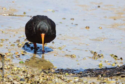 Obraz na płótnie Neuseeländischer Austernfischer / Variable oystercatcher / Haematopus unicolor w salonie