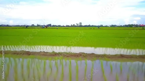 4K wide shot of lush rice paddy fields with flooded plots, capturing the stages of planting and harvesting in traditional wetland farming under bright skies and reflective water

