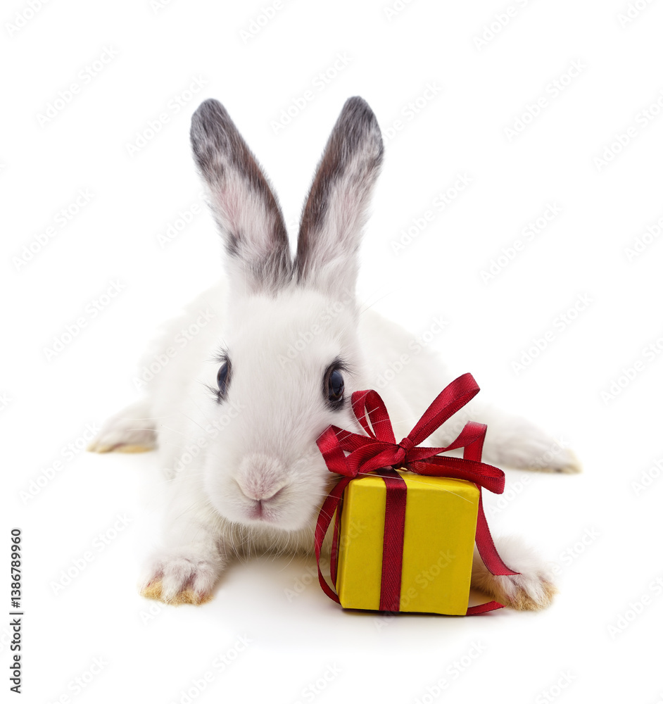 Obraz premium White rabbit and gift.