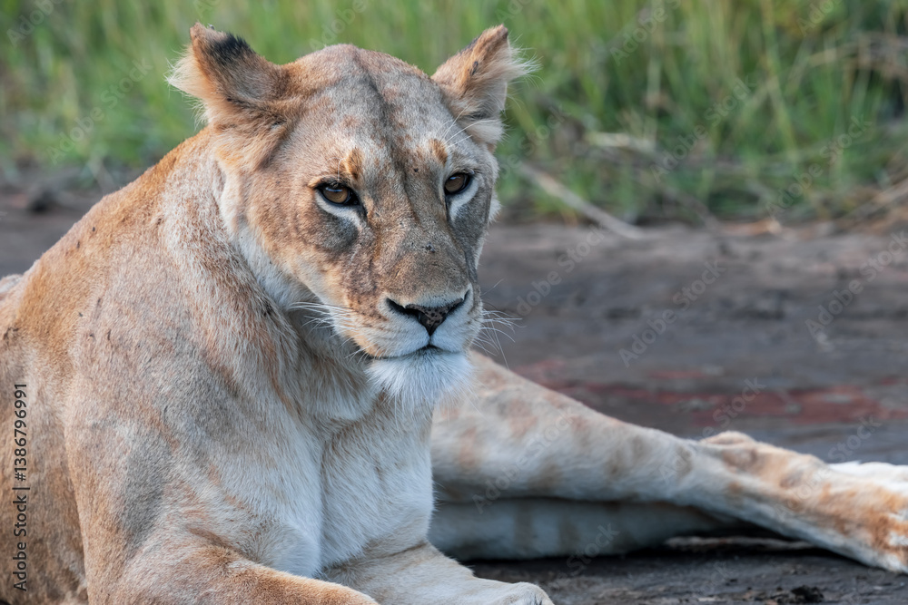 Close up view of African lioness resting at Serengeti National park in Tanzania. Close up view of African lioness resting at Serengeti National park in Tanzania.