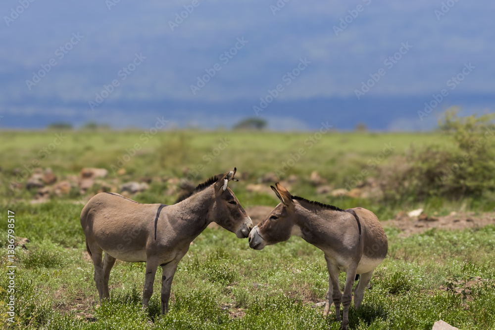 Two donkeys in the middle of grass lands at Ngorongoro conservation area in Tanzania. Two donkeys in the middle of grass lands at Ngorongoro conservation area in Tanzania.