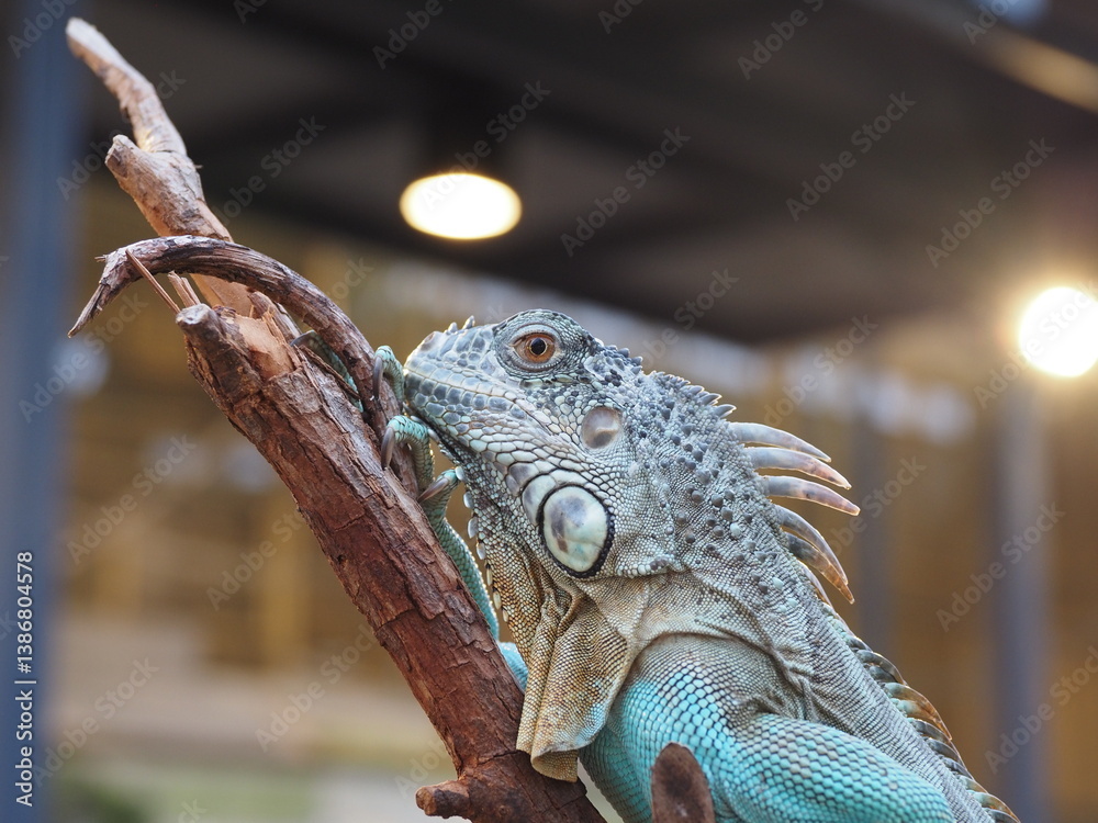 Obraz premium Blue Iguana