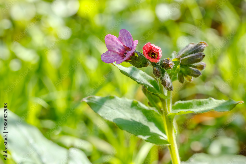 Pulmonaria officinalis flowers in Bloom in a Forest. Purple and Pink Flowers in Lush Greenery Pulmonaria officinalis flowers in Bloom in a Forest. Purple and Pink Flowers in Lush Greenery