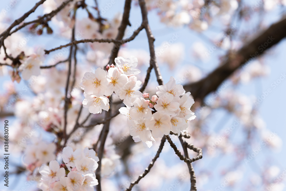 Obraz premium 만개한 벚꽃