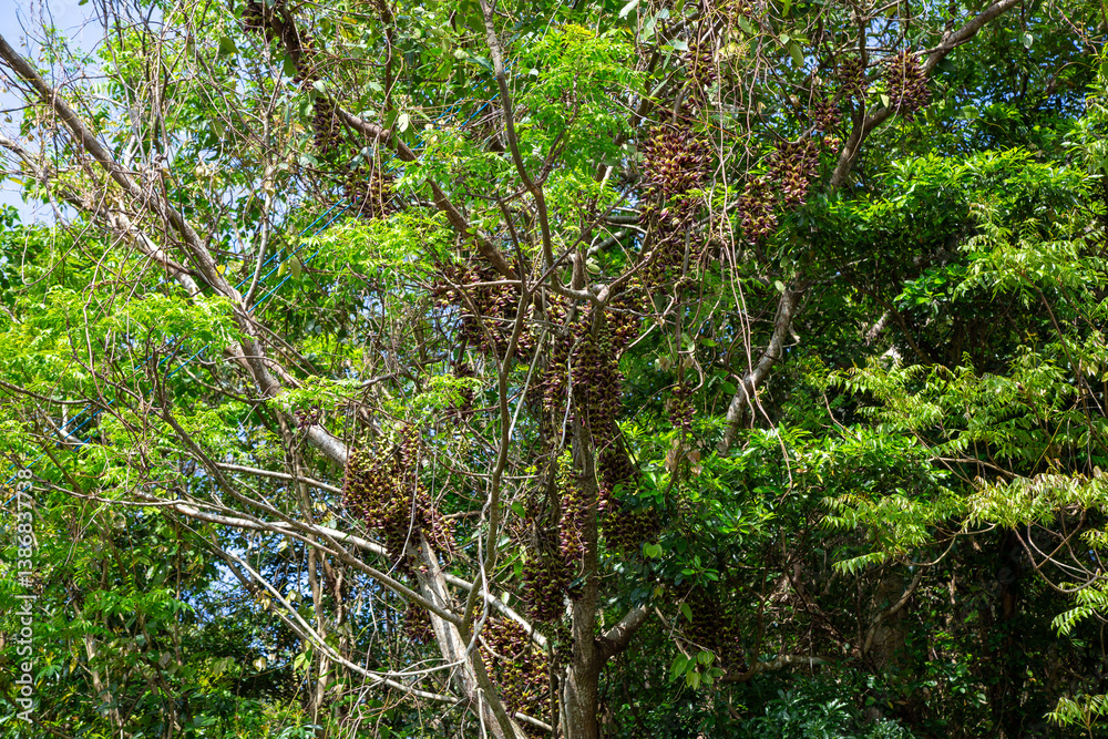 Fototapeta premium 奄美大島の植物, ウジルカンダ(イルカンダ)の花,春、