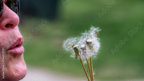 Quadro su tela Blowing on dandelion puffballs with seeds in motion