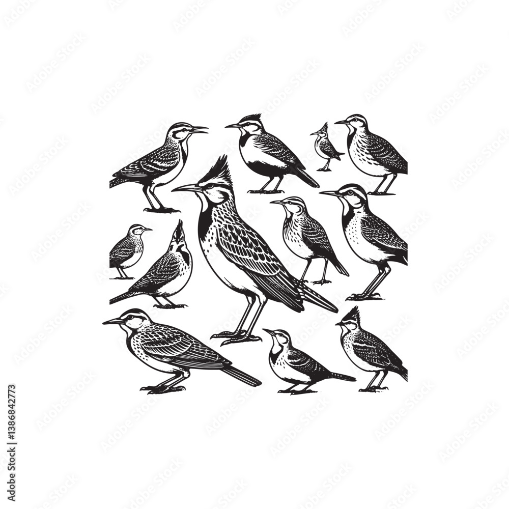 Obraz premium Life cycle of Western Meadowlark