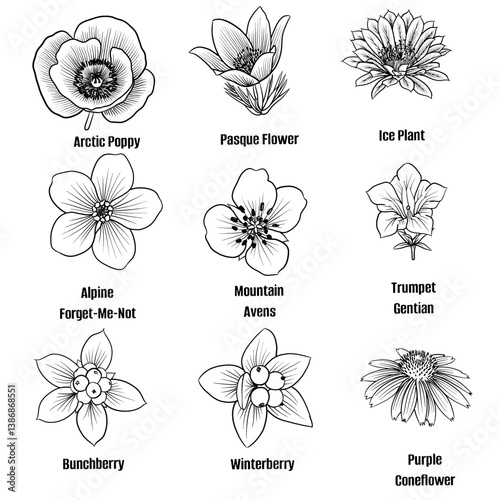 Hand drawn vector sketch set of winter flower illustration line art Arctic Poppy, Pasque Flower, Ice Plant, Alpine Forget-Me-Not, Mountain Avens, Trumpet Gentian, Bunchberry, Winterberry, Coneflower