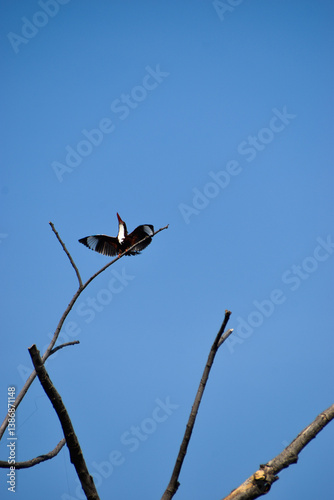 crow on a branch