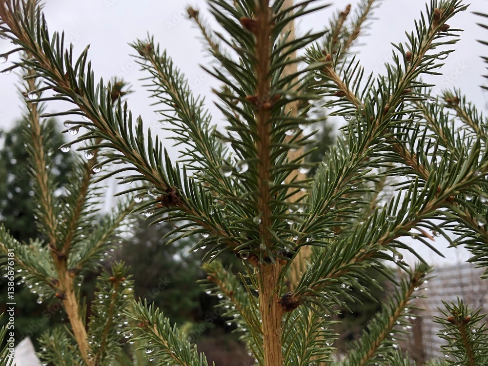 Close-up of evergreen pine needles with dewdrops in natural forest setting Close-up of evergreen pine needles with dewdrops in natural forest setting