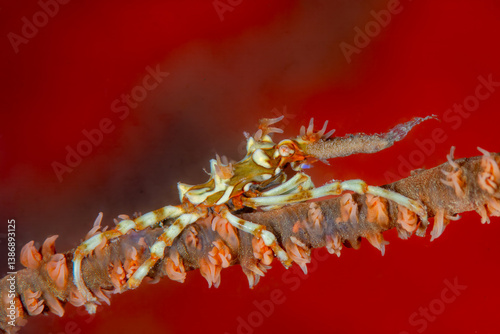 Whip Coral Xeno Crab (Xenocarcinus tuberculatus) masterfully camouflaged on its host, a whip coral photo