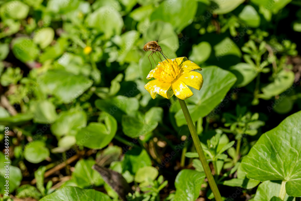 Bombylius Major Hovering Above Yellow Flower Bombylius Major Hovering Above Yellow Flower