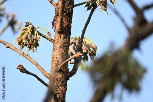 Madhuca longifolia flower in the tree. Its known as Mahua. This is edible. Its common names madhuka, mahura, madkam, mahu Butter Tree, mahura, mahwa, mohulo, Iluppai, Mee and Ippa chettu.
 photo