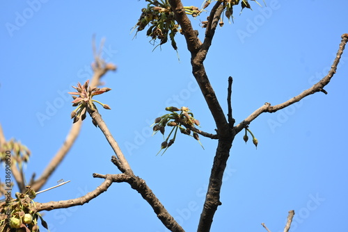Madhuca longifolia flower in the tree. Its known as Mahua. This is edible. Its common names madhuka, mahura, madkam, mahu Butter Tree, mahura, mahwa, mohulo, Iluppai, Mee and Ippa chettu.
 photo