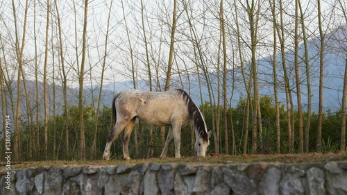 A grey horse grazes on grass behind a stone wall, with bare trees and a hazy mountain in the distance