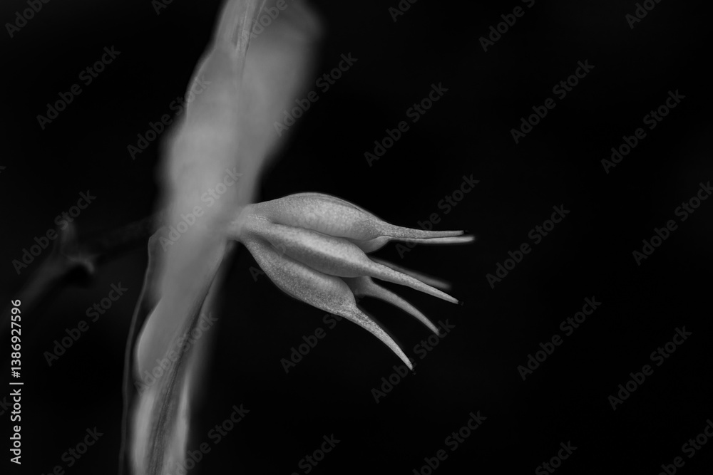 Obraz premium Close-up of flower in black and white