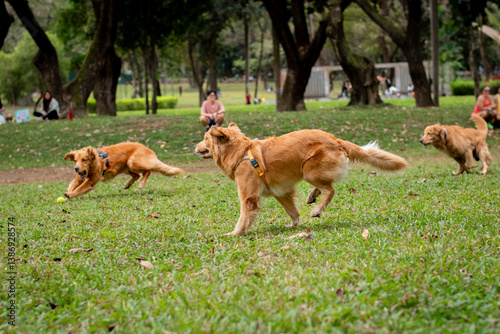 Photography Pack of dogs running and playing with ball at park