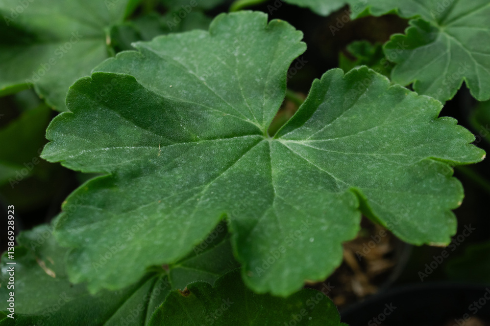 Velvety Geranium Leaves – Soft Green Foliage Velvety Geranium Leaves – Soft Green Foliage
