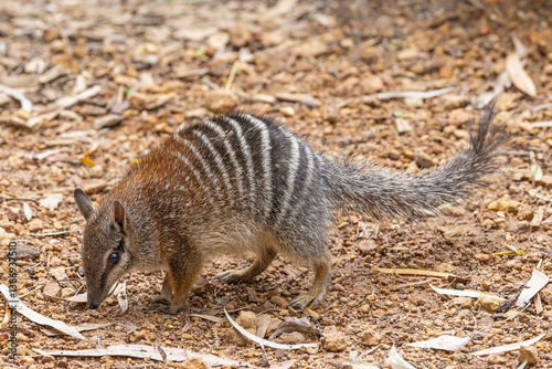 Australian Numbat in search of food