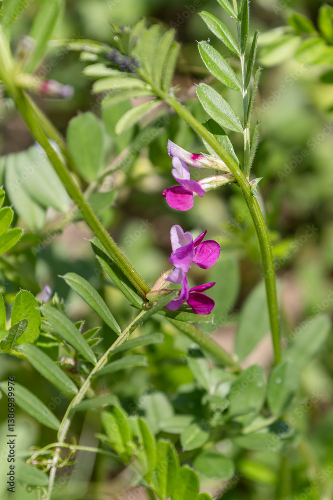 カラスノエンドウの花 カラスノエンドウの花