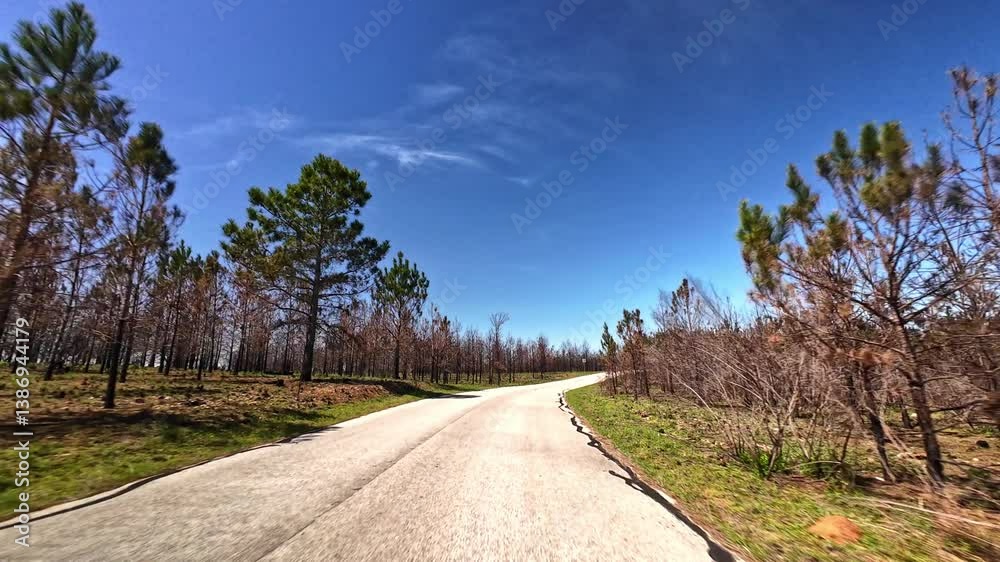 Park Road 1C connects Bastrop State Park and Buescher State Park, showing signs of recovery with the new growth of the loblolly pine trees. Park Road 1C connects Bastrop State Park and Buescher State Park, showing signs of recovery with the new growth of the loblolly pine trees.