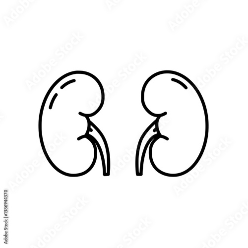 Kidney Anatomy: A simplified illustration of the human kidney, essential for understanding the body's filtration system, showcasing its unique bean-like shape and vital role in maintaining health.