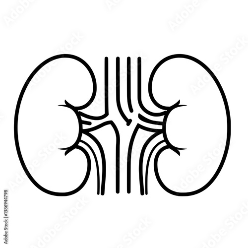 Kidney Illustration: A precise and clear illustration of a pair of kidneys, capturing the detailed anatomy of these vital organs. This artwork is ideal for medical publications, educational materials.