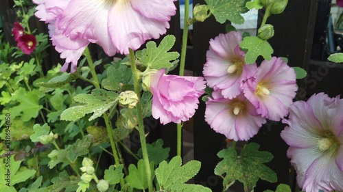 A bee among the pink mallow flowers to suck the pollen.