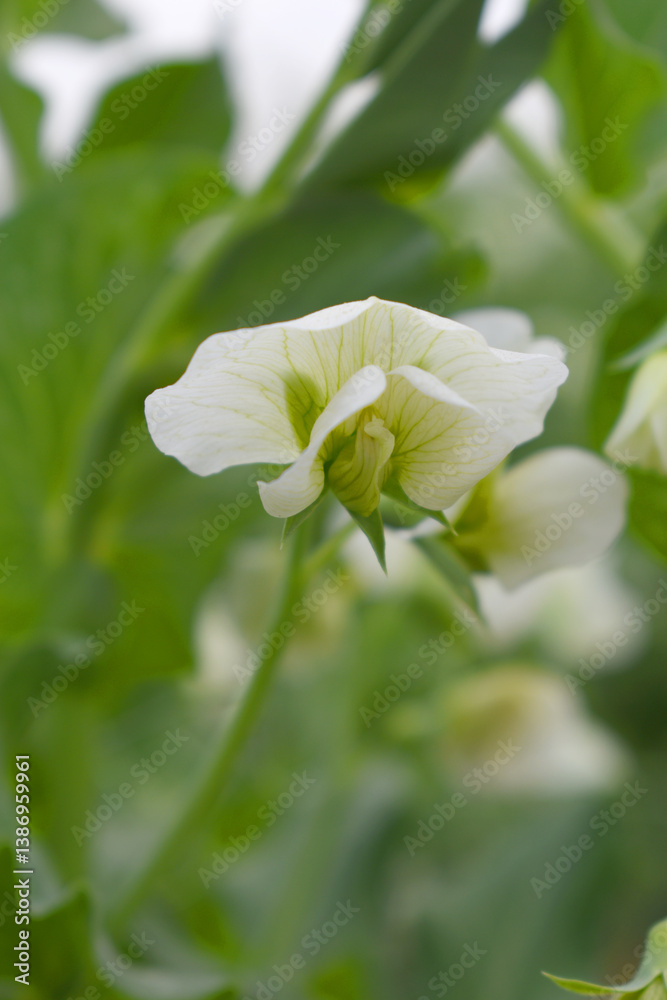 Obraz premium Flowering pea plant. White flowers closeup. Flower of pea plant close up. Natural green pea plants as spring background, peas plant flower closeup, peas blossom closeup white flower on vegetable plant