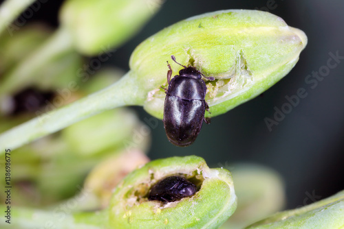 Pollen beetle (Meligethes aeneus, Brassicogethes aeneus). Beetles biting into the flower bud of rapeseed in the crop field. photo