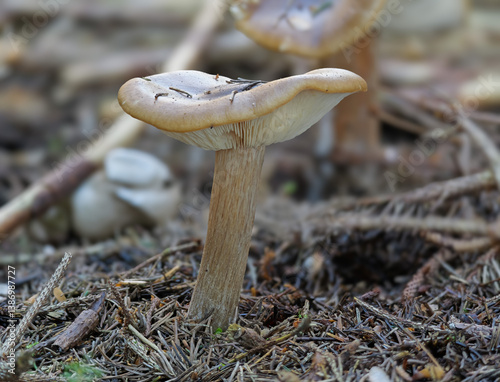 Frühlingsweichritterling (MELANOLEUCA COGNATA) photo