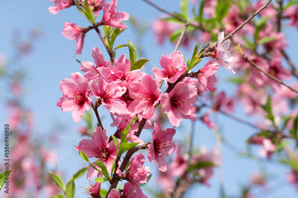 Peach blossoms against blue sky in spring Peach blossoms against blue sky in spring