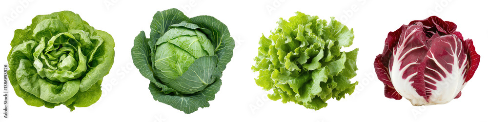 Fresh leafy greens butter lettuce, green cabbage, green leaf lettuce, and radicchio. Fresh leafy greens butter lettuce, green cabbage, green leaf lettuce, and radicchio.