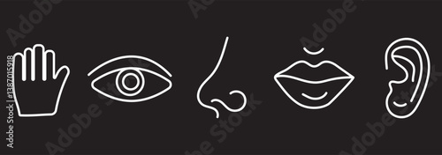 Five Senses line icons Five senses icon, representing the senses: eye (sight), nose (smell), ear (hearing), tongue (taste), and hand (touch) - ideal for web design education 