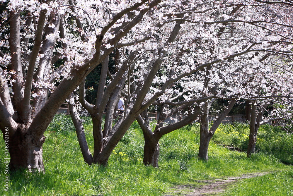 Fototapeta premium 桜並木と小道