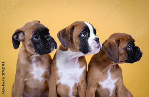 Photography three boxer puppies on a yellow background