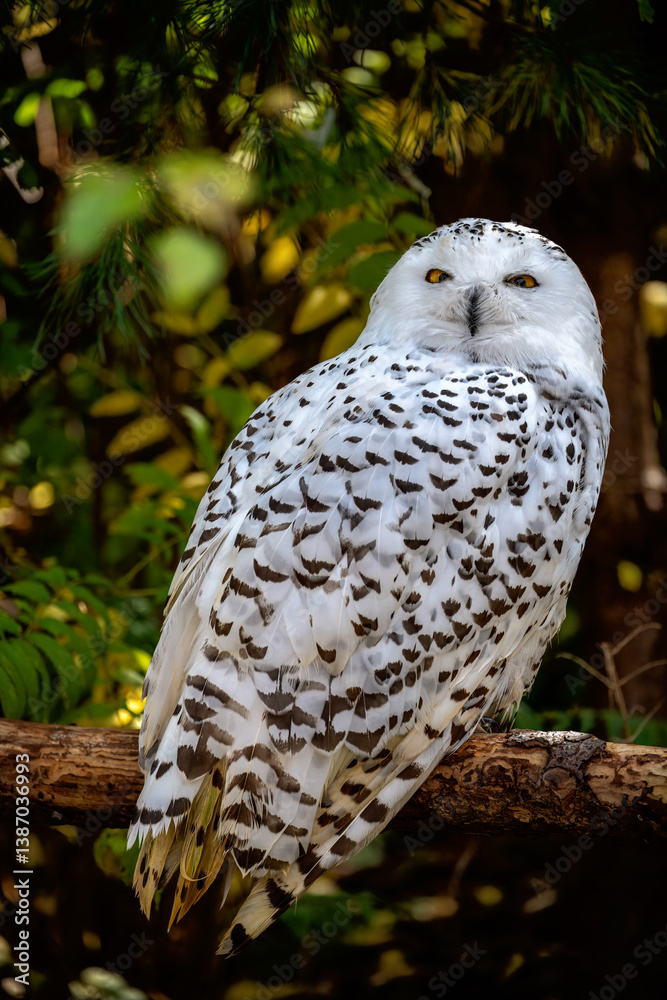 Closeup of a snowy owl