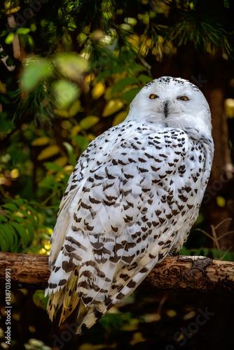 Obraz na płótnie Closeup of a snowy owl w salonie