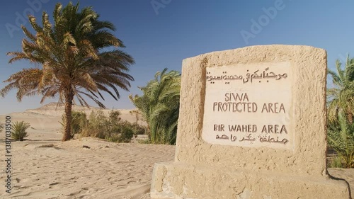 Palm trees at Bir Wahed protected area near Siwa Oasis in Sahara desert, Egypt