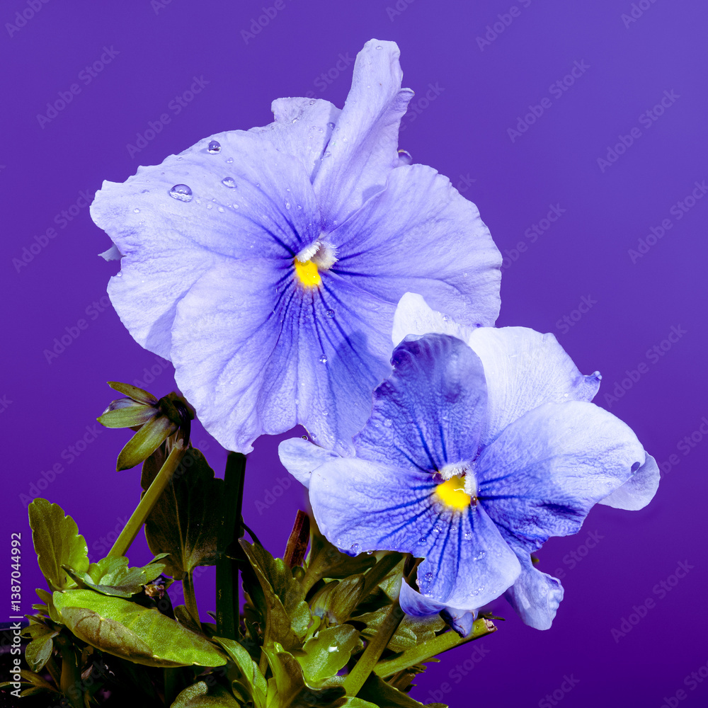 Light Blue Pansy Flowers with Dew
