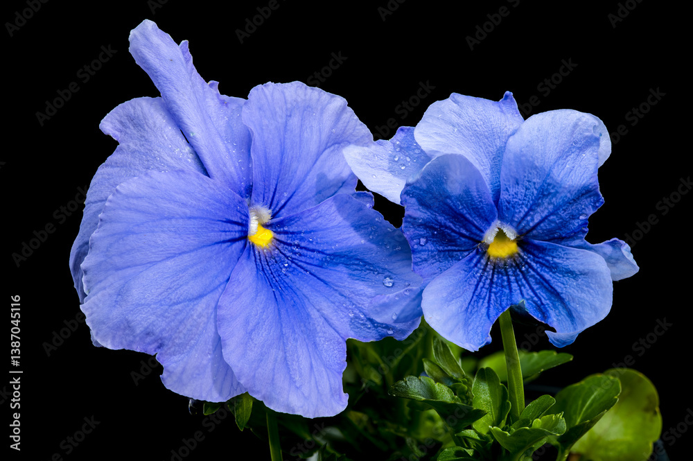 Light Blue Pansy Flowers with Water Droplets