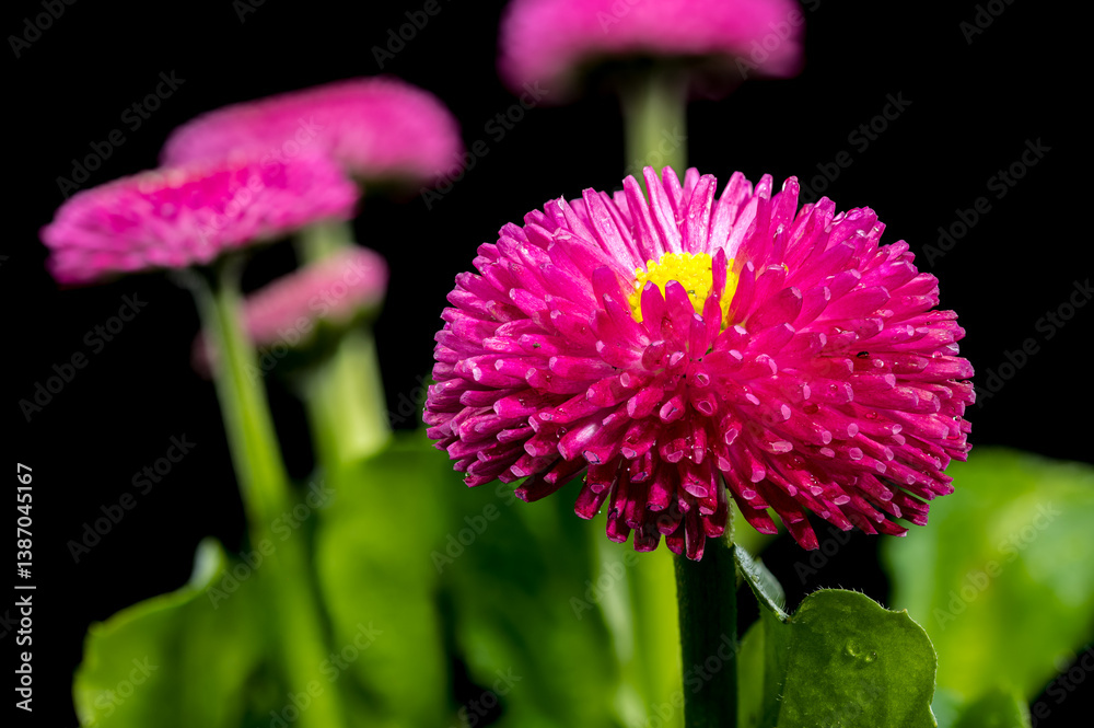 Pink English Daisy with Water Droplets