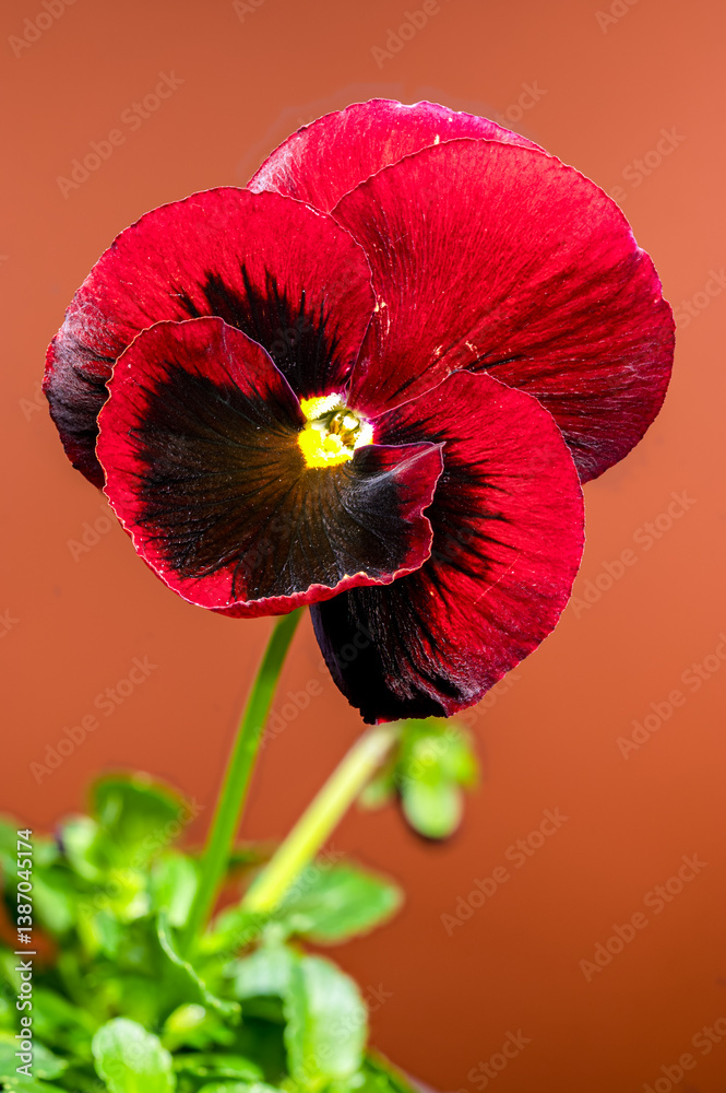 Beautiful Red Pansy Flower with Dark Center